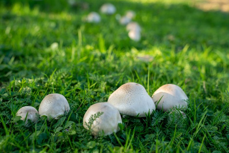 Your Soil Is Biologically Healthy And The Mushroom Phenomenon Proves It