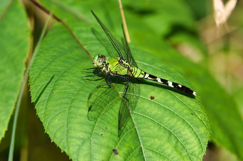 Your Tennessee Yard Has Healthy Conditions That Draw Dragonflies In