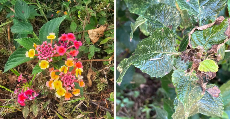 Your Texas Lantana May Be Losing Blooms To This Tiny Pest