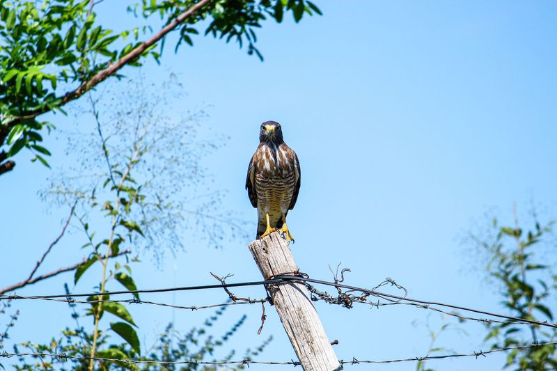 Your Trees Or Fence Posts Make Perfect Elevated Hunting Perches Your Trees Or Fence Posts Make Perfect Elevated Hunting Perches