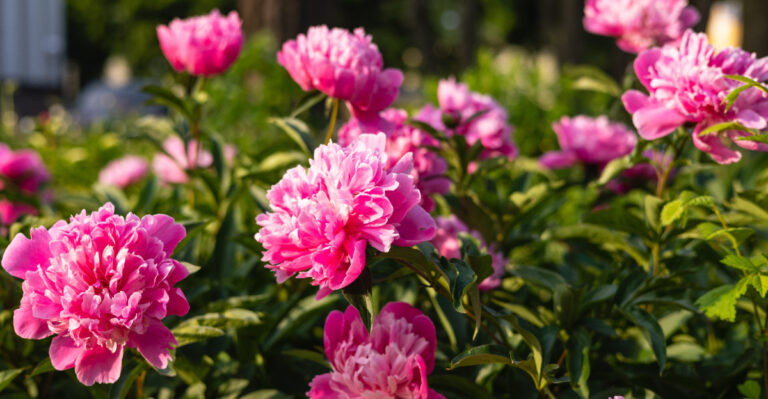 Your Wisconsin Peonies Might Not Bloom Next Year If You Skip This Simple June Step