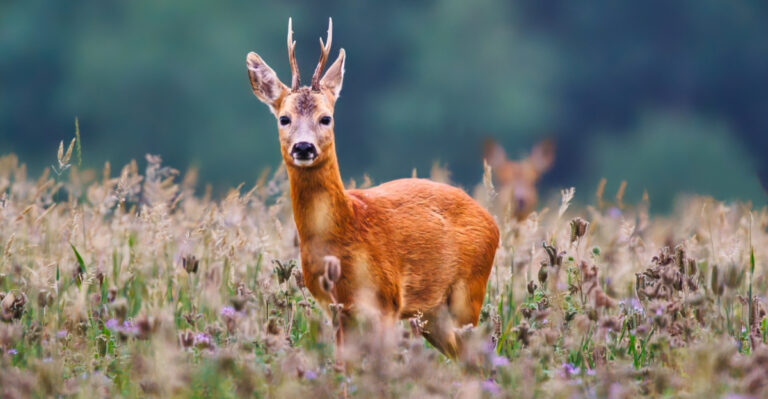 Your Wyoming Garden Is Welcoming Deer Because Of These 9 Habits
