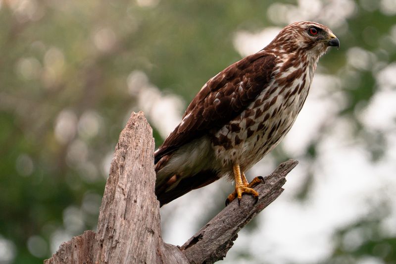 Your Yard Checks Every Box On A Hawk's List Your Yard Checks Every Box On A Hawk's List