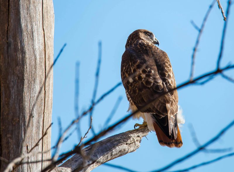 Your Yard Gives Hawks A Reason To Stay Year-Round