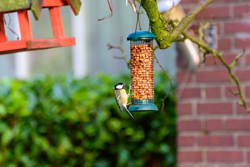 Your Yard Has A Healthy Food Supply Your Yard Has A Healthy Food Supply