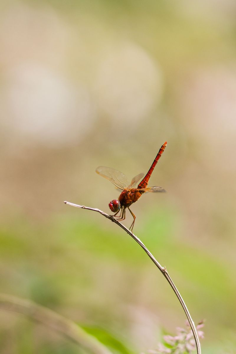 Your Yard Has A Healthy Insect Ecosystem