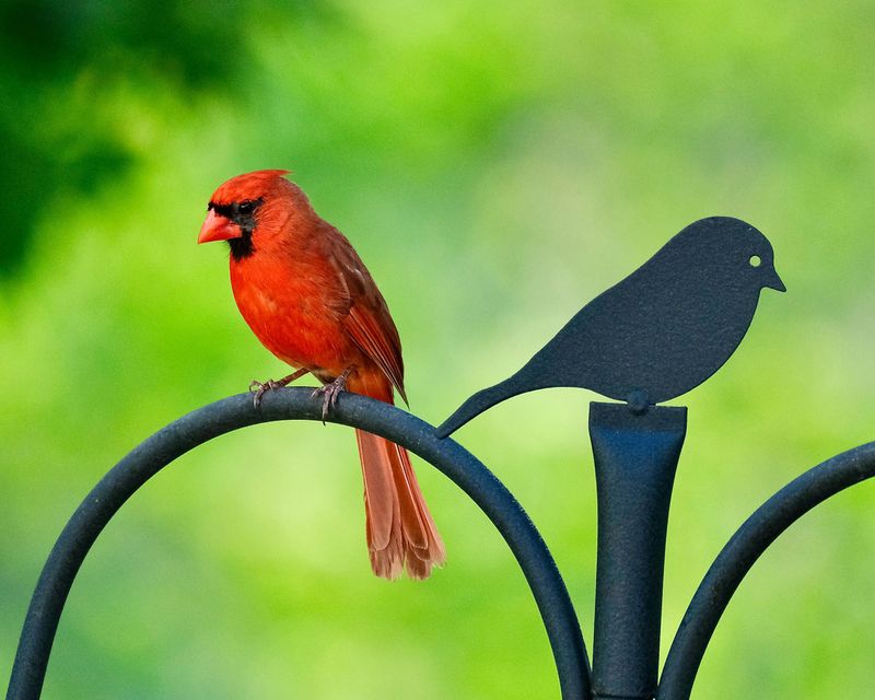 Your Yard Has A Reliable And Accessible Food Source