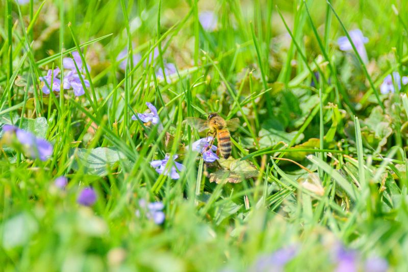 Your Yard Has An Abundance Of Insects Nearby Your Yard Has An Abundance Of Insects Nearby