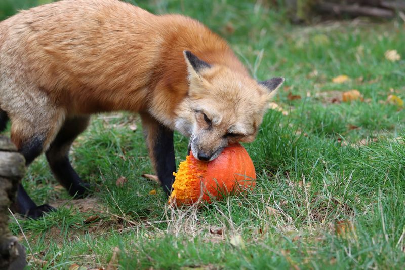 Your Yard Has More Food Than You Realize Your Yard Has More Food Than You Realize