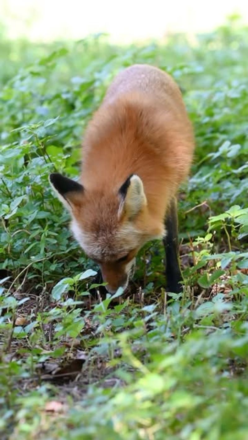 Your Yard Has Plenty Of Food Nearby