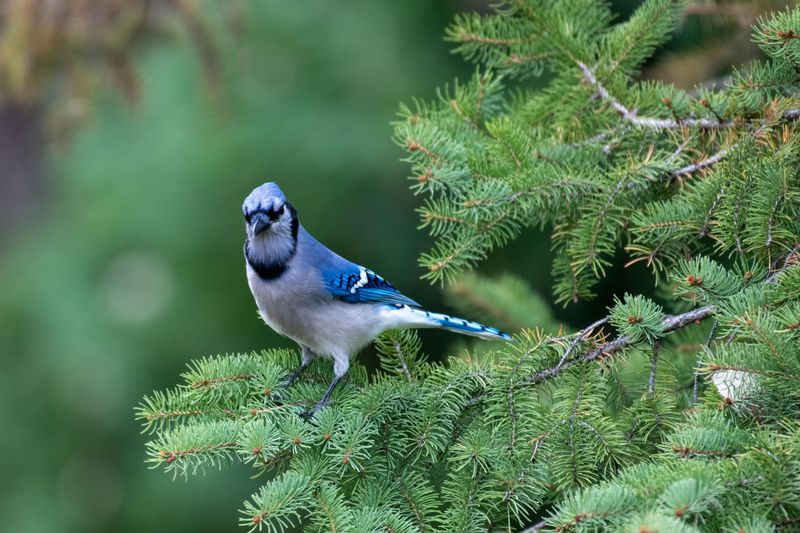 Your Yard Has Sufficient Trees For Blue Jays Your Yard Has Sufficient Trees For Blue Jays
