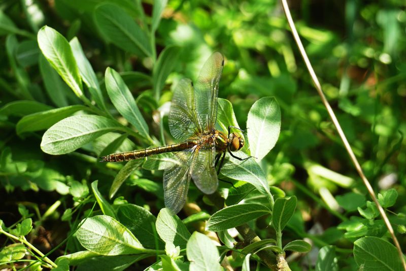 Your Yard Has The Right Conditions To Attract Them
