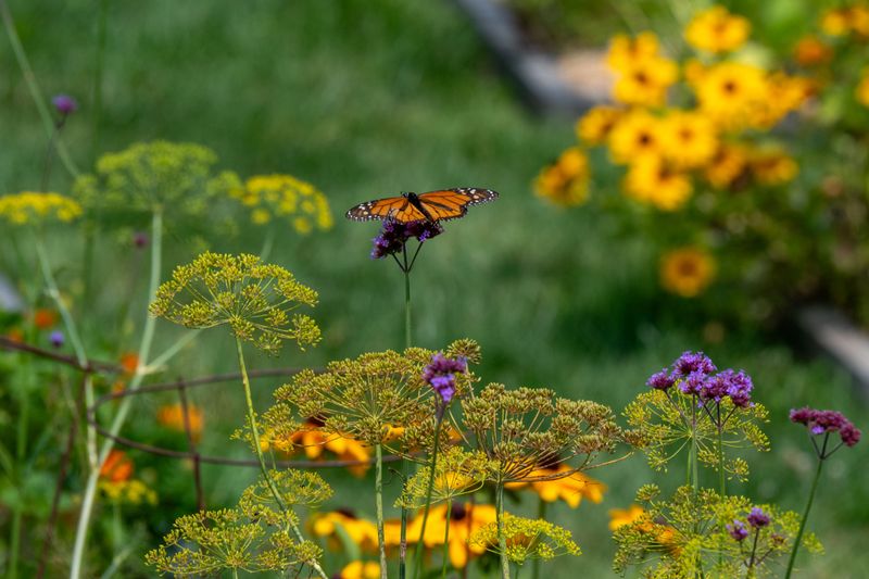 Your Yard Is A Healthy Native Habitat Your Yard Is A Healthy Native Habitat