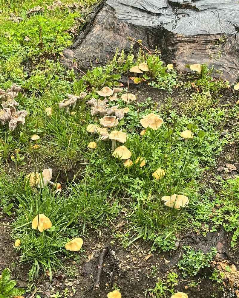 Your Yard Is Doing Something Right Your Yard Is Doing Something Right