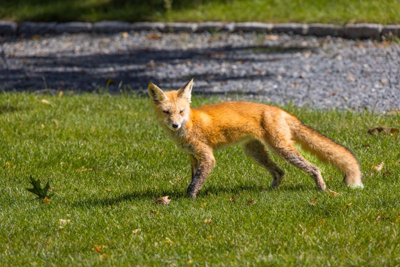 Your Yard Is Likely A Good Food Source For Foxes Your Yard Is Likely A Good Food Source For Foxes