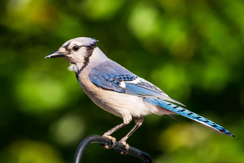 Your Yard May Be Supporting Blue Jays Beyond Summer Your Yard May Be Supporting Blue Jays Beyond Summer