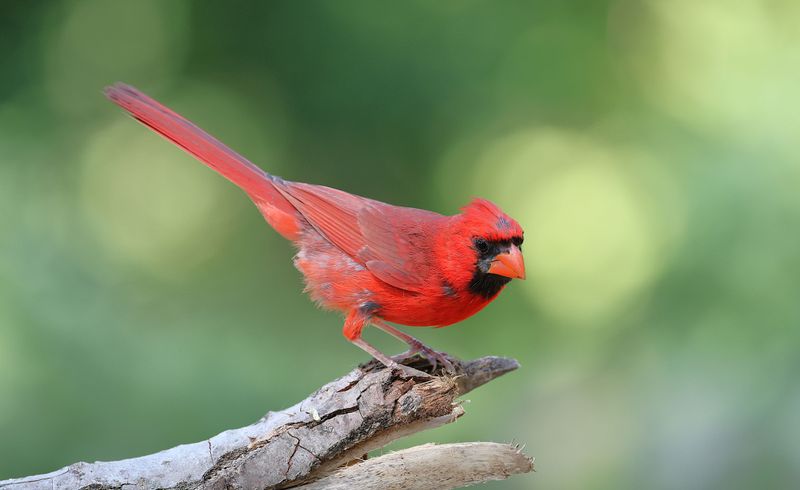 Your Yard May Feel Safe Enough For Cardinals To Linger