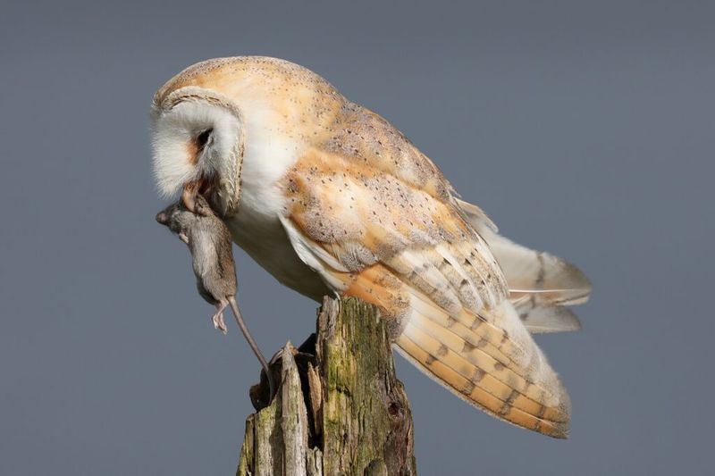Your Yard May Have Rodents Or Other Prey Nearby Your Yard May Have Rodents Or Other Prey Nearby
