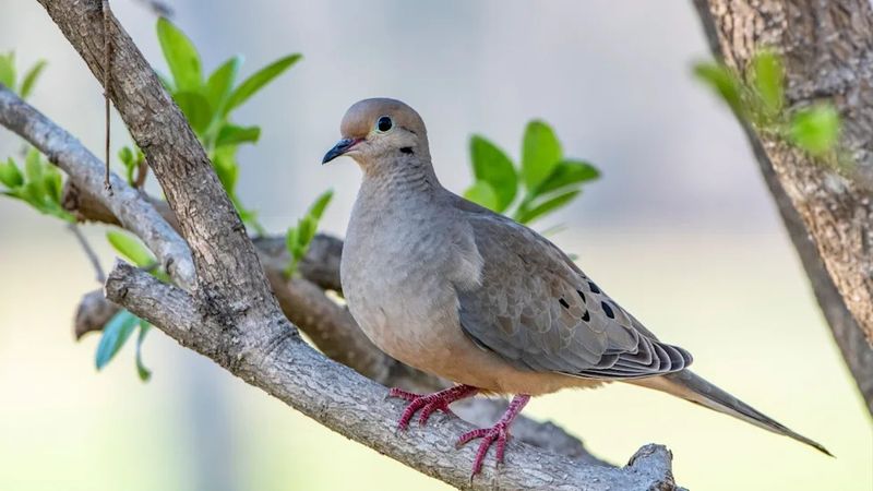Your Yard May Have Suitable Perching Spots