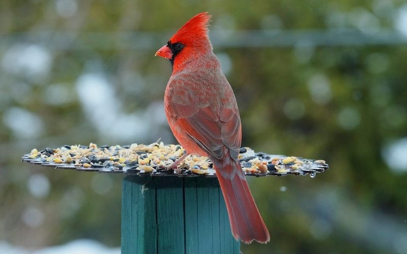 Your Yard May Offer Sunflower Seeds Or Fruit Your Yard May Offer Sunflower Seeds Or Fruit