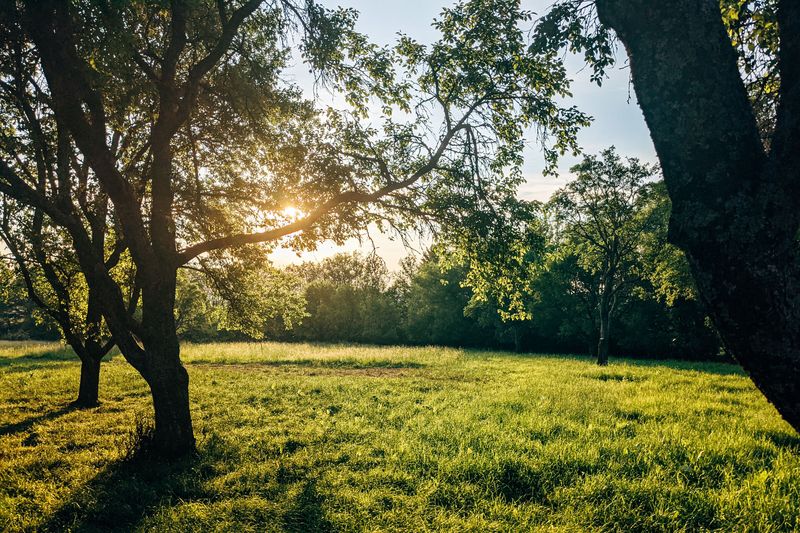 Your Yard Offers Healthy Open Habitat Your Yard Offers Healthy Open Habitat