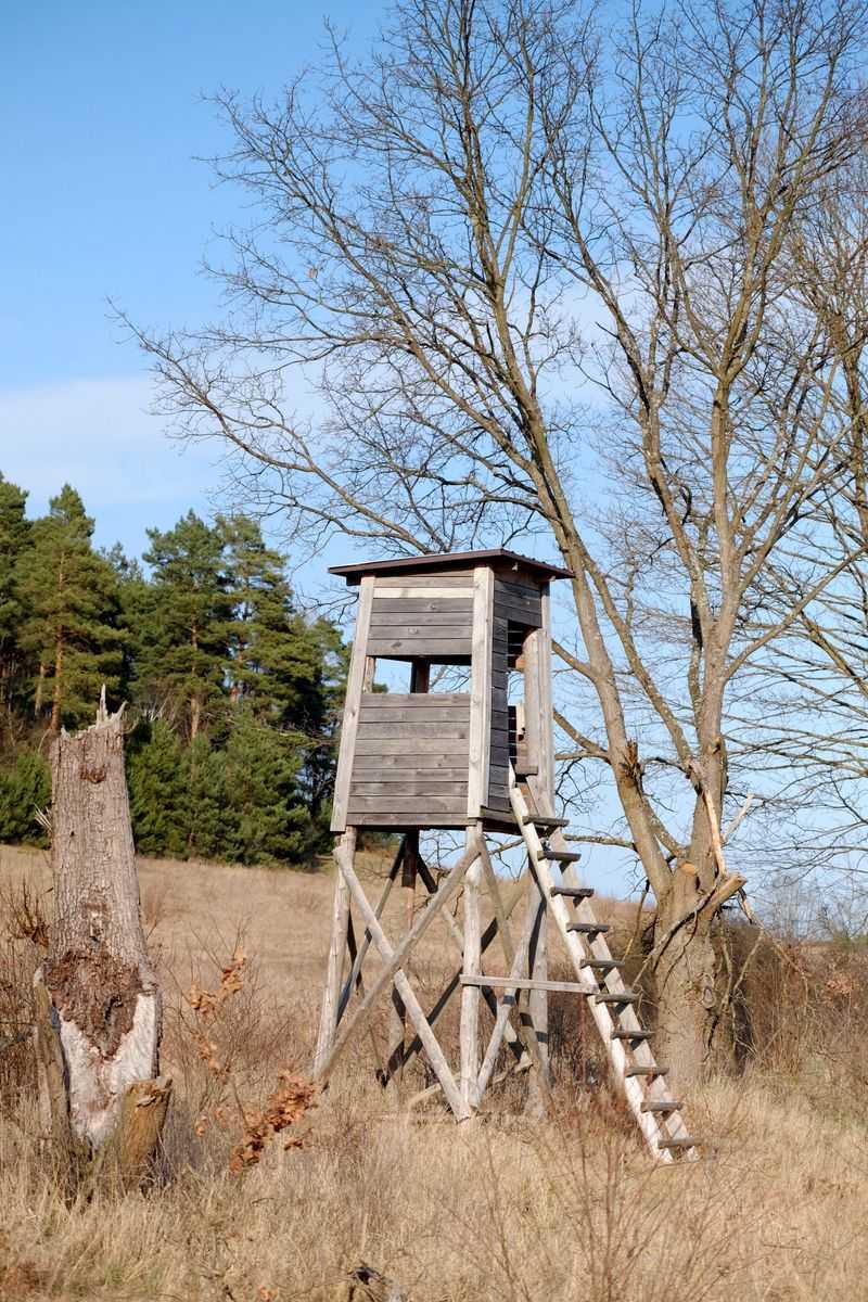 Your Yard Offers Ideal Perching Or Hunting Structure Your Yard Offers Ideal Perching Or Hunting Structure