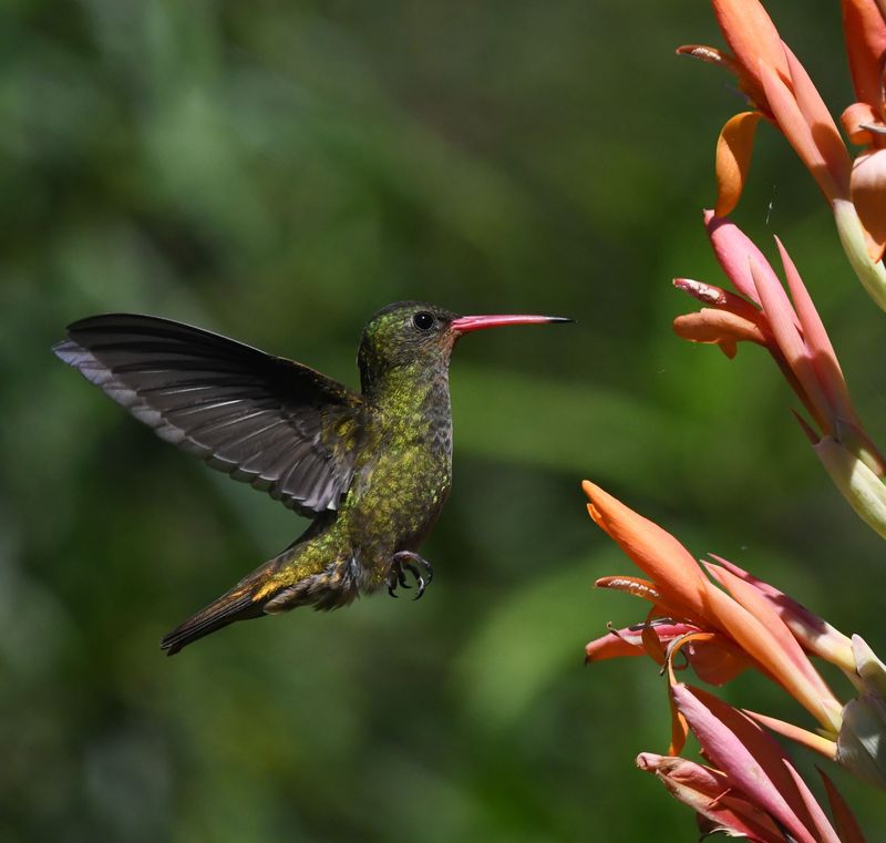 Your Yard Passed The Hummingbird Test