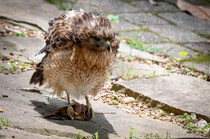 Your Yard Provides A Reliable Food Source