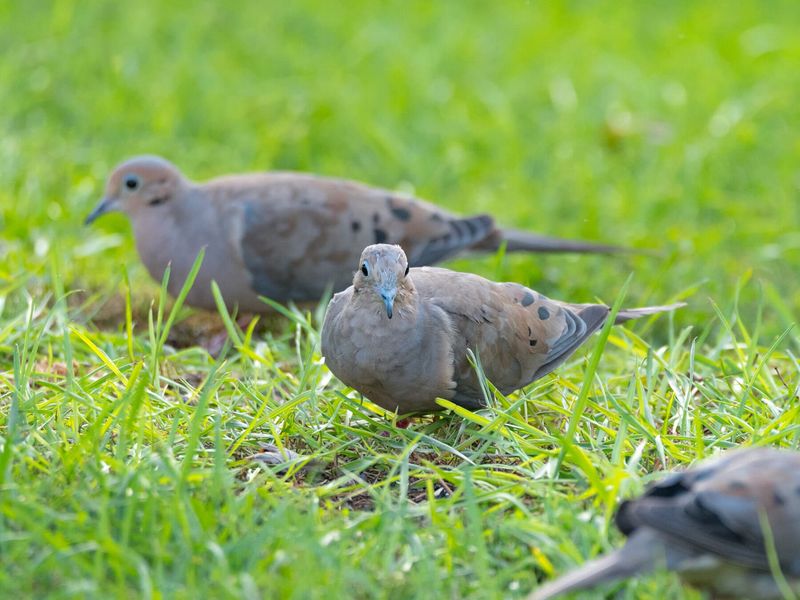 Your Yard Provides Food And Water