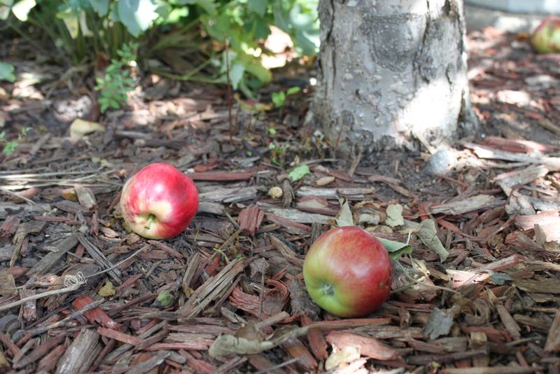 Your Yard Provides Food Sources Your Yard Provides Food Sources