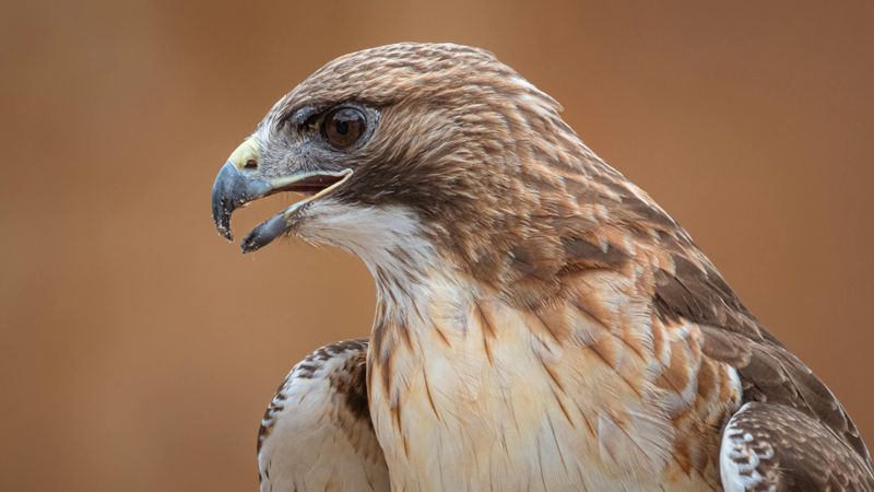Your Yard Sits On An Open Habitat Edge Your Yard Sits On An Open Habitat Edge