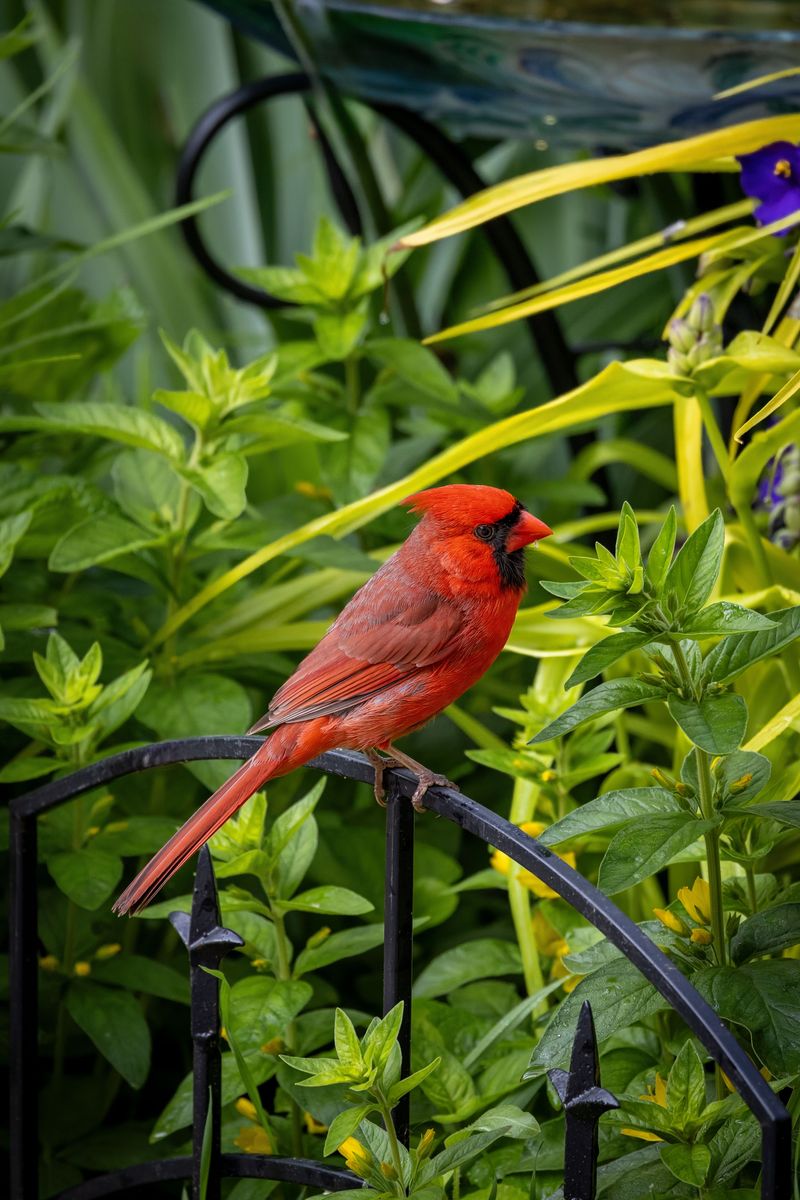 Your Yard's Plant Life Plays A Key Role In Attracting Cardinals