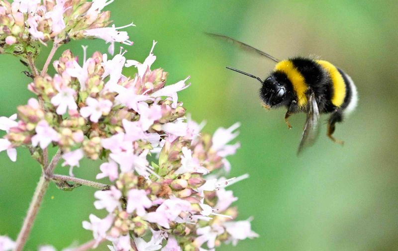 You're Seeing Healthy Native Pollinators At Work