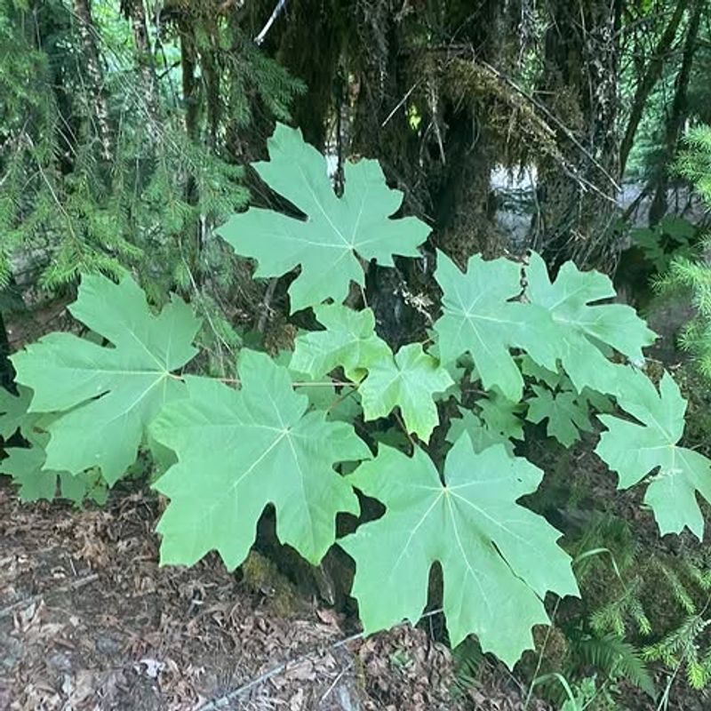 Youth-On-Age Handles Moist Tree Shade With Lush Leaves Youth-On-Age Handles Moist Tree Shade With Lush Leaves