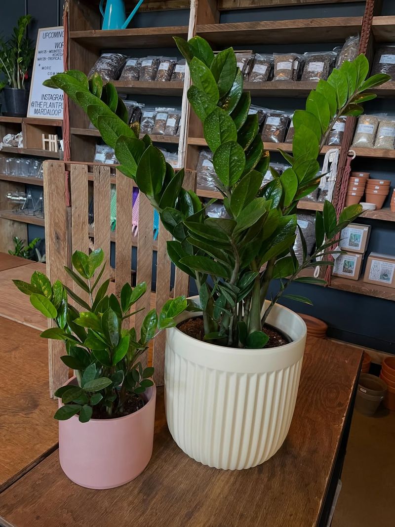 ZZ Plant ZZ Plant