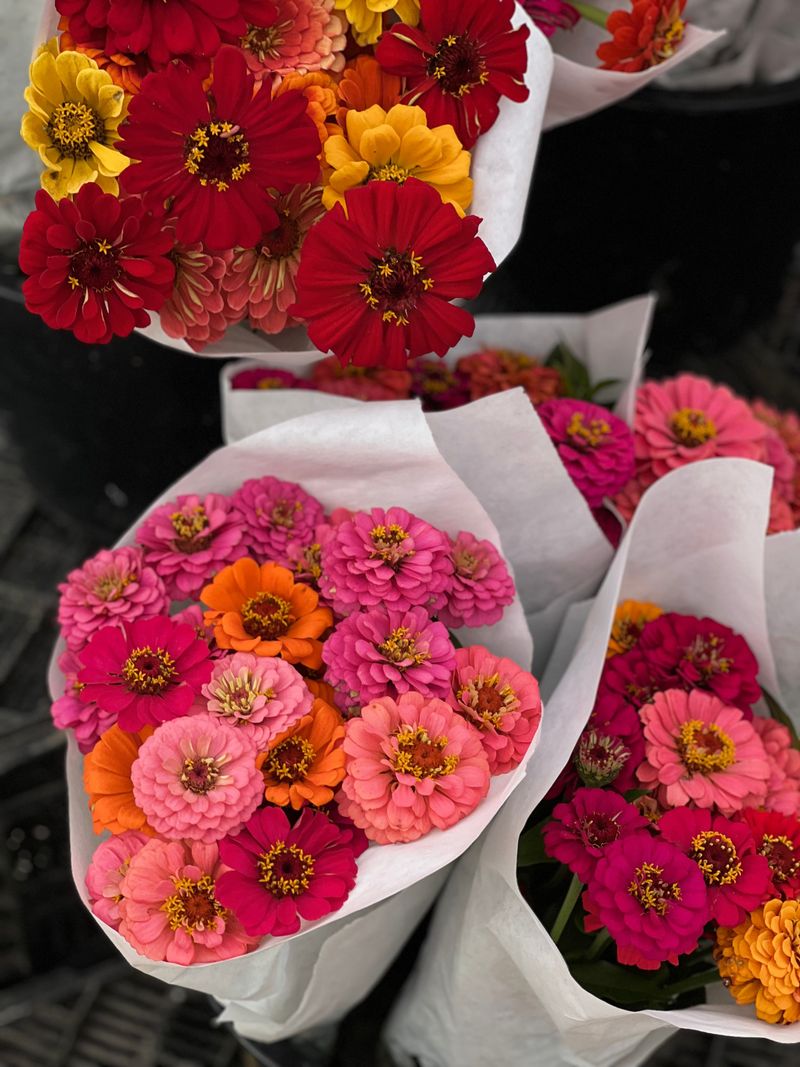 Zinnia Zinnia