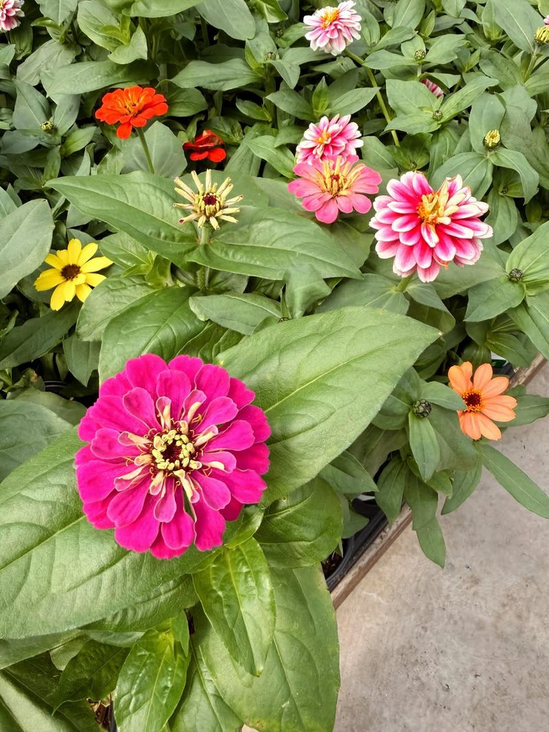 Zinnia Zinnia