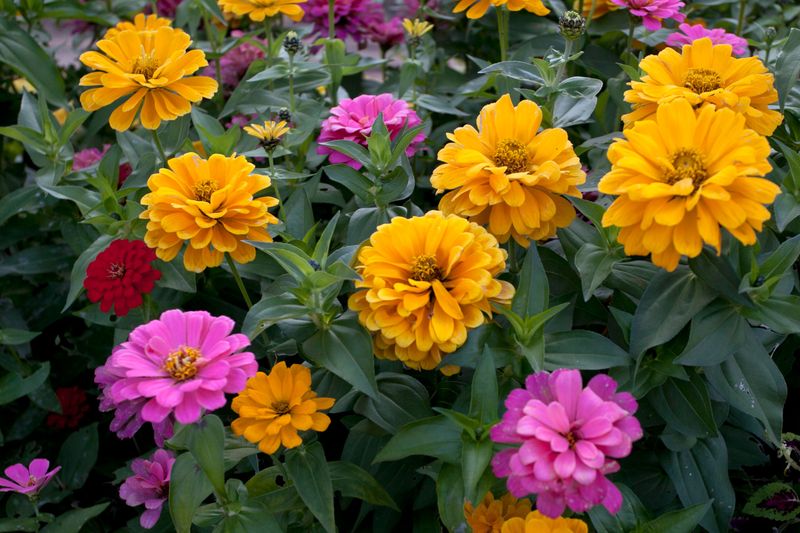 Zinnia