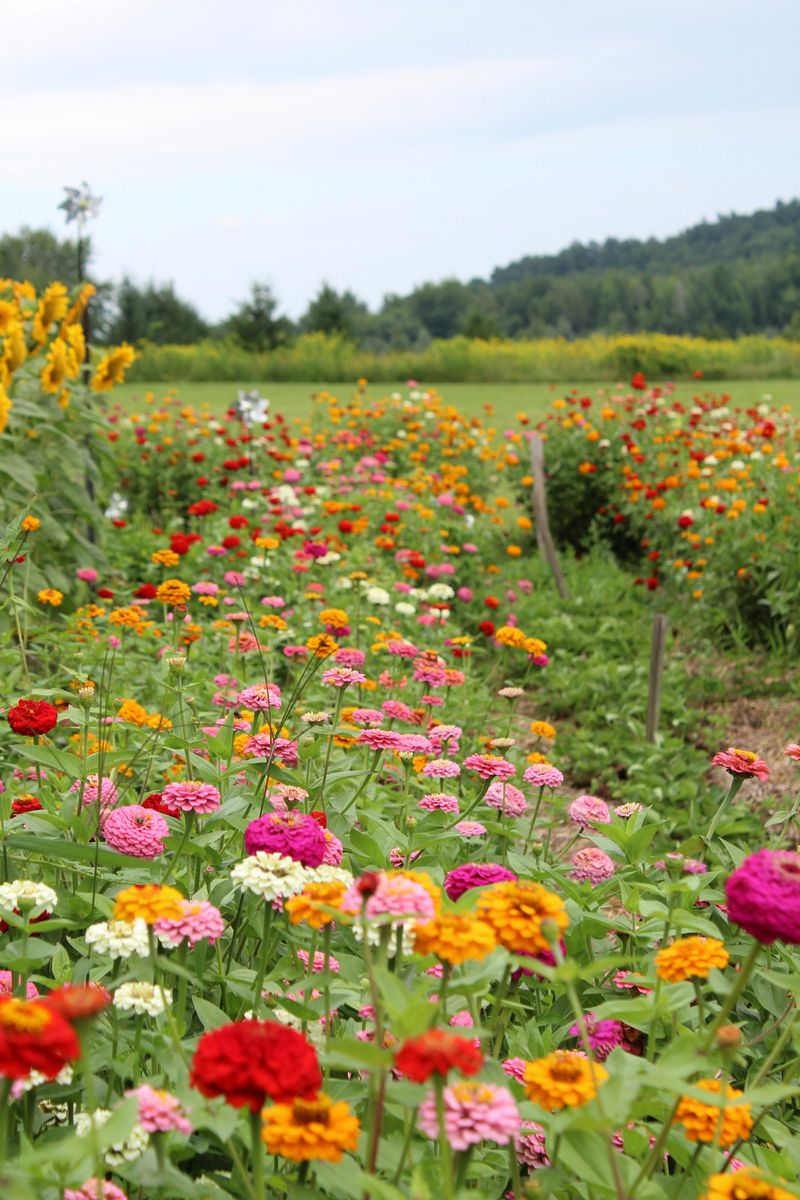 Zinnia Is The Workhorse Of Every Virginia Cut Garden Zinnia Is The Workhorse Of Every Virginia Cut Garden