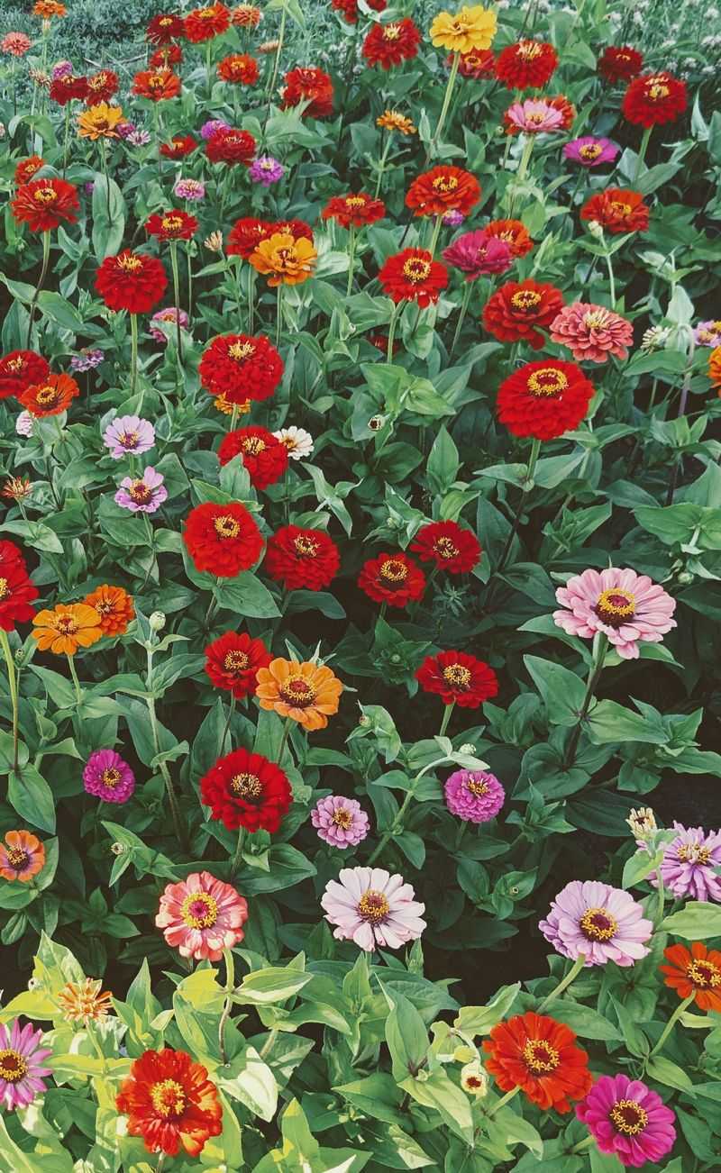 Zinnias Zinnias