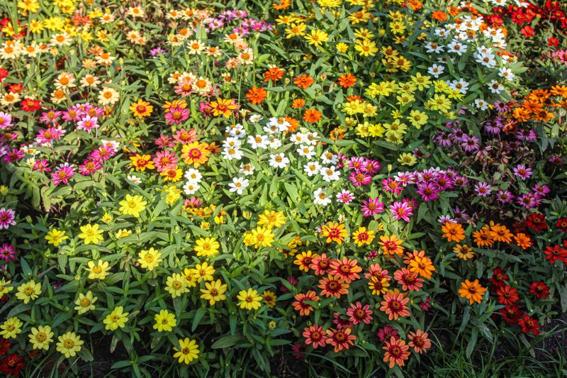 Zinnias Zinnias