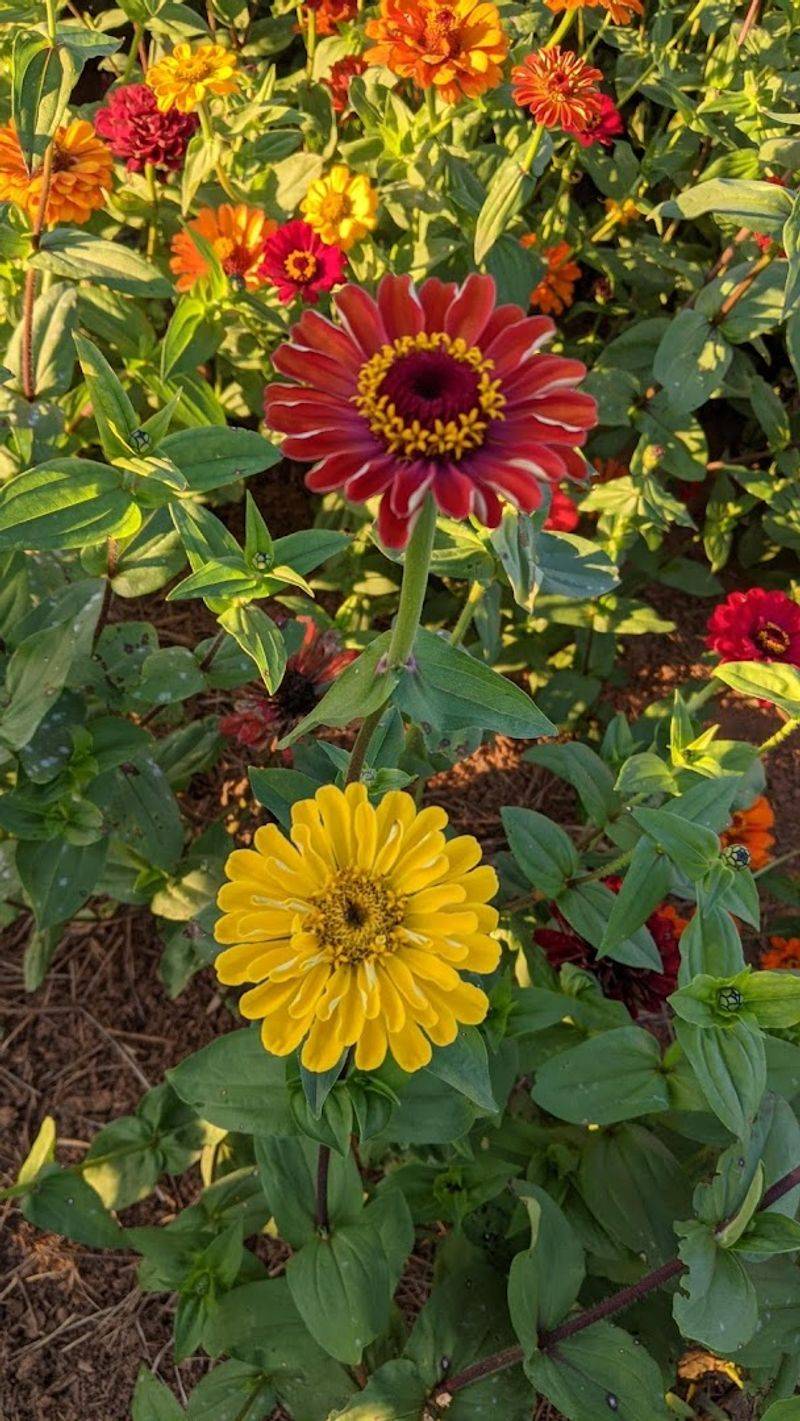 Zinnias And Cosmos Are Part Of The U-Pick Experience