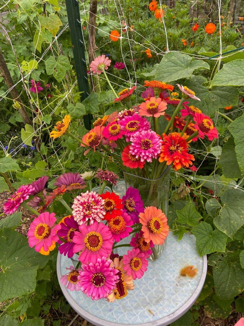Zinnias Bloom Fast From Seed Zinnias Bloom Fast From Seed