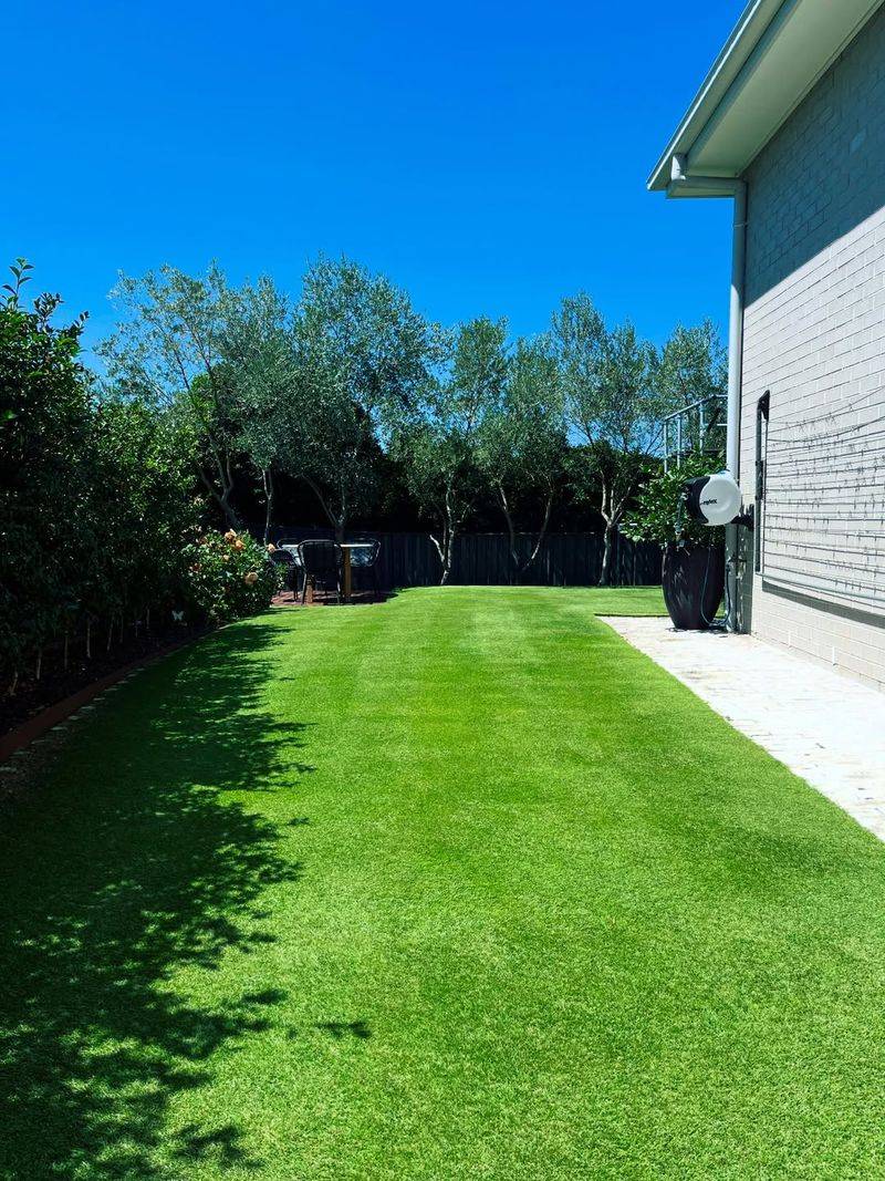 Zoysiagrass Handles Heat With Less Irrigation
