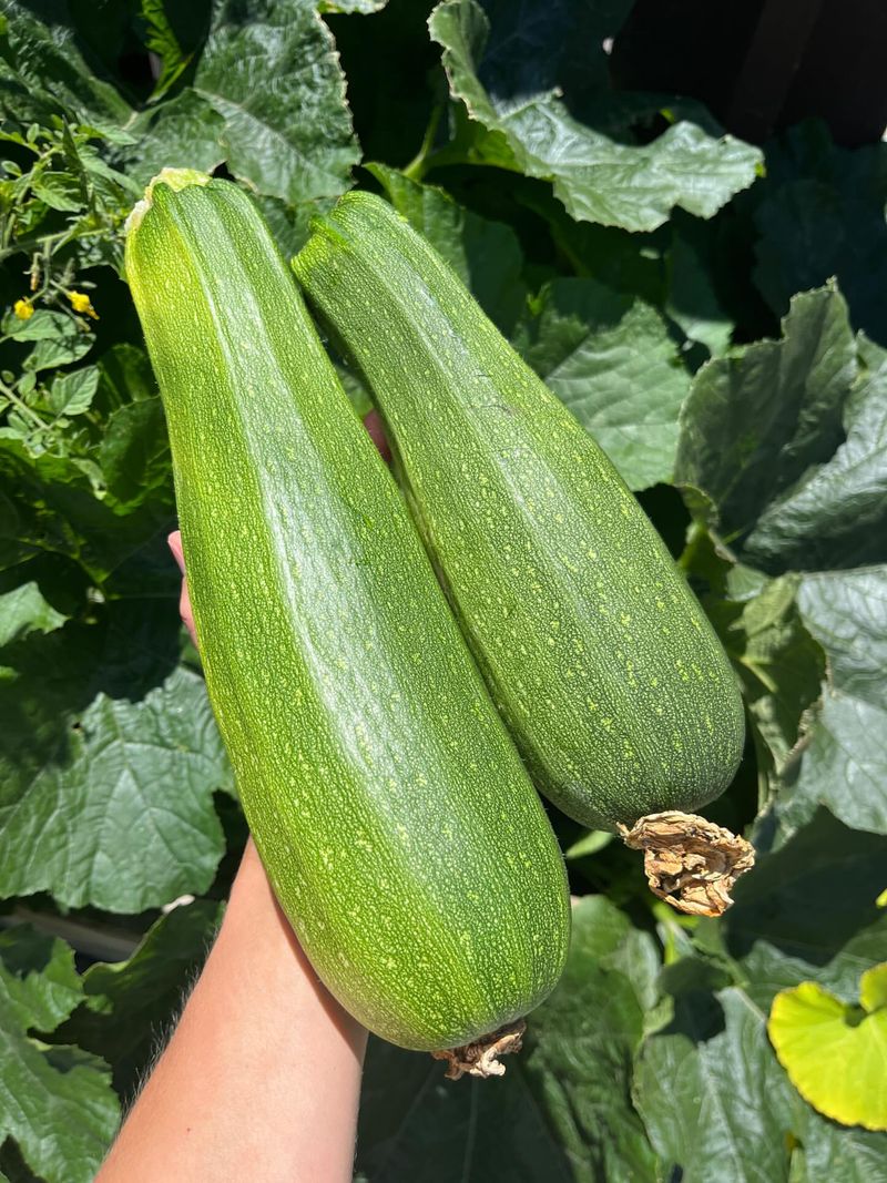 Zucchini Gives Oregon Gardeners A Big Return