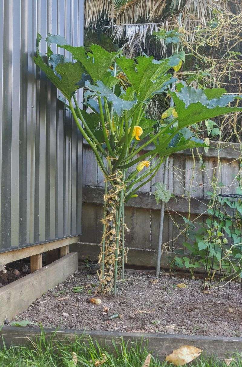 Zucchini Goes Vertical And Finally Stops Taking Over Your Garden