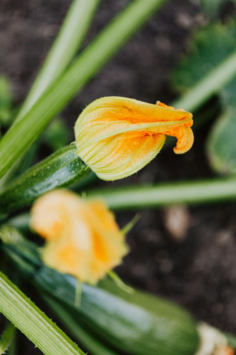 Zucchini Plants Produce Male Flowers First And They Always Drop Zucchini Plants Produce Male Flowers First And They Always Drop