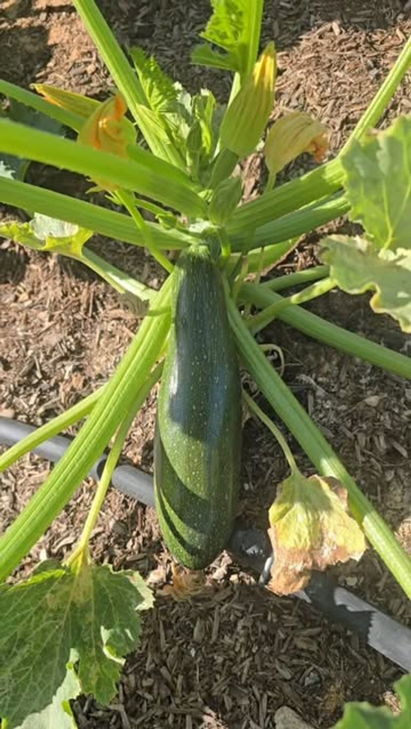 Zucchini 