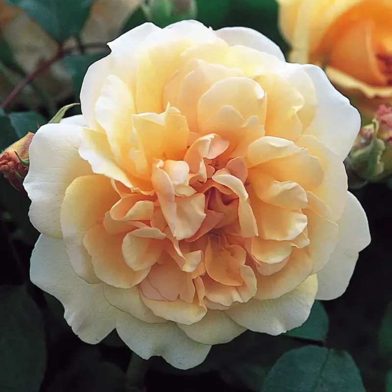 These Shrub Roses Thrive In Oregon Shade Where Hybrid Teas Simply Won't Grow