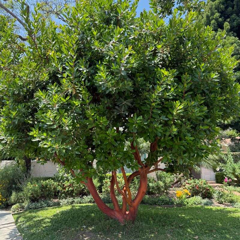 Privacy Plants That Thrive In Oregon's Wet Winters And Dry Summers